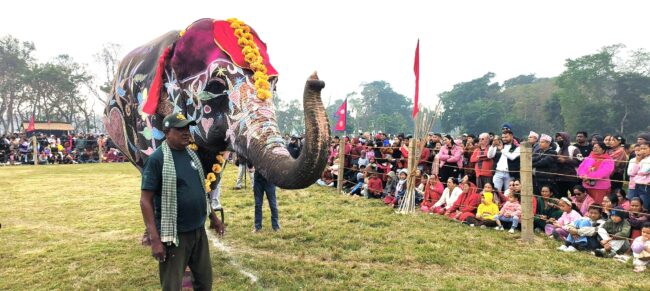 चितवन हात्ती महाेत्सव : पुनमकलीलाई सुन्दरीकाे ताज, डुंगामा कुमराेज पहिलाे
