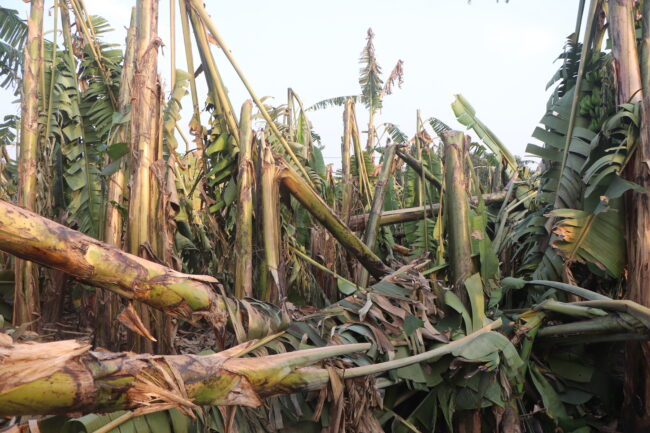हुरीका कारण केरामा क्षति