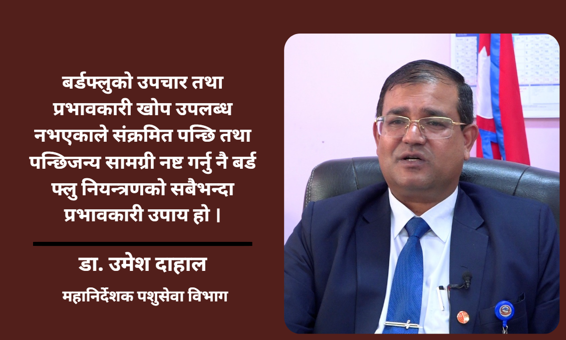 बर्ड फ्लुको हटस्पट बन्दै काठमाडौं उपत्यका, ६० करोड रुपैयाँभन्दा धेरैको क्षति : डा. उमेश दाहाल
